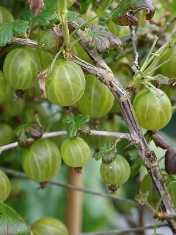 Kruisbes Kopen Bij Tuinplantenwinkel.nl .